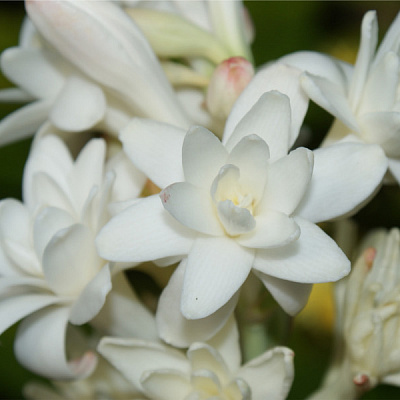 Тубероза Polanthes Tuberose