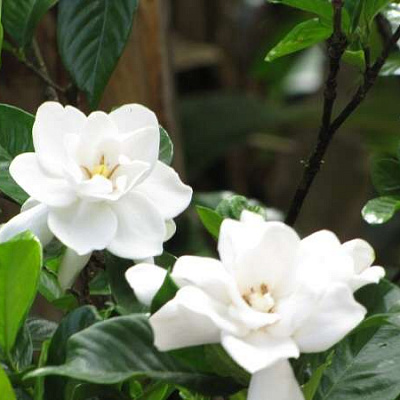 Gardenia augusta.