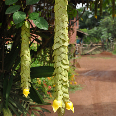 Гмелина, Клюв попугая, Gmelina philippensis