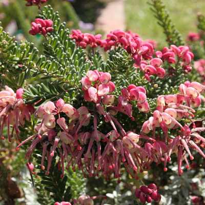 Гревиллея Grevillia Mount Tamboritha