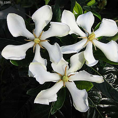 Гардения вьетнамская-Gardenia vietnamensis