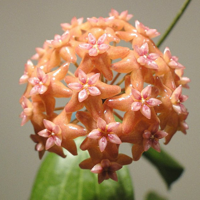 Hoya Fitchii