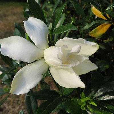 Гардения Perfumed petticoats - Gardenia perfumed petticoats