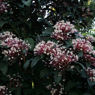 Клеродендрум Фейерверк-Clerodendrum quadriloculare