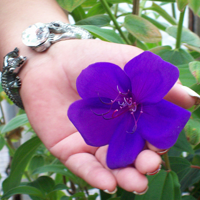 Тибухина Tibouchina jules