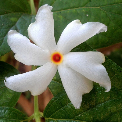 Никтантес вариегатный-Nyctanthes arbor-tristis variegata