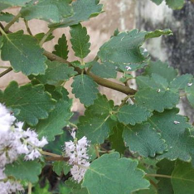 iboza tetradenia riparia