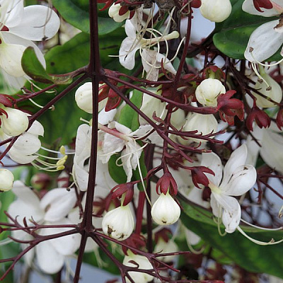 Клеродендрум Шмидта, Цепи славы, Clerodendrum schmidtii. 