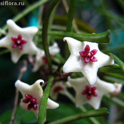 Hoya Retusa