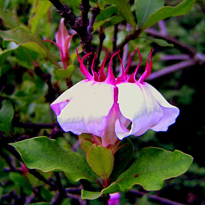 Strophanthus courmontii