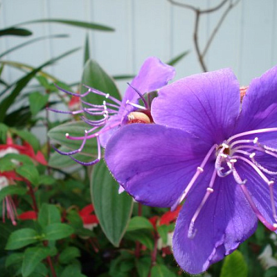 Тибухина Tibouchina jules