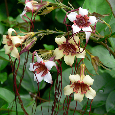 Strophanthus Americano