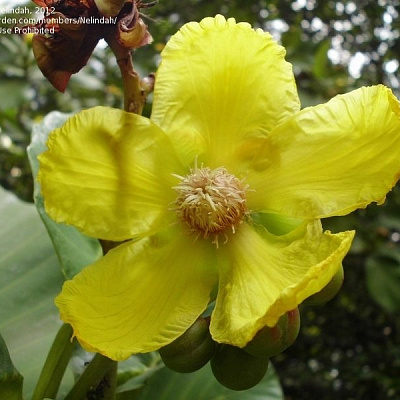 Dillenia suffruticosa(yellow flower) 
