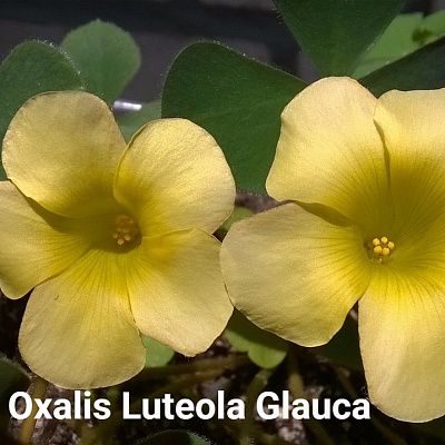 Oxalis Luteola Glauca. Оксалис Лютеола Глаука.