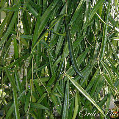 Longifolia Взрослое растение на цвету