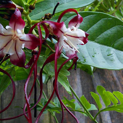 Строфант хвостатый-Strophanthus caudatus