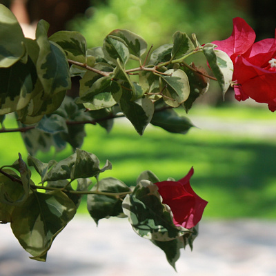 Red Variegata