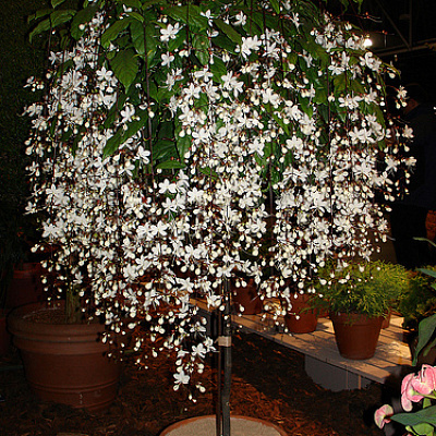 Клеродендрум Шмидта, Цепи славы, Clerodendrum schmidtii. 