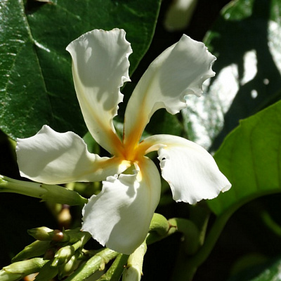 Chonemorpha fragrans