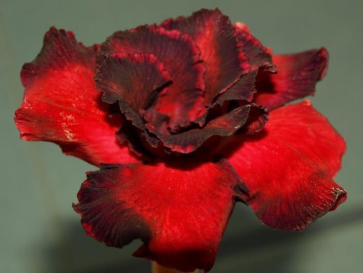 #caption3 Купить адениумы с доставкой