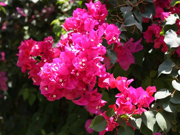 #caption4 Купить бугенвиллии с доставкой