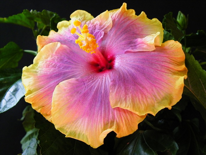 #caption5 Купить гибискусы с доставкой