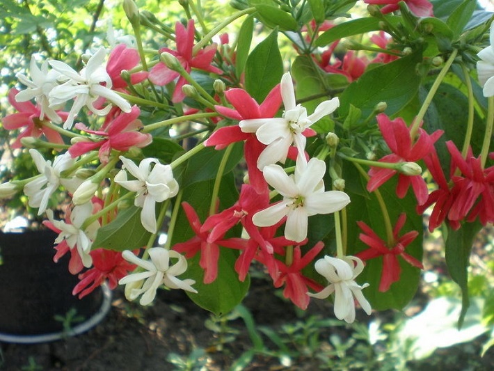 #caption10 Купить квисквалис с доставкой