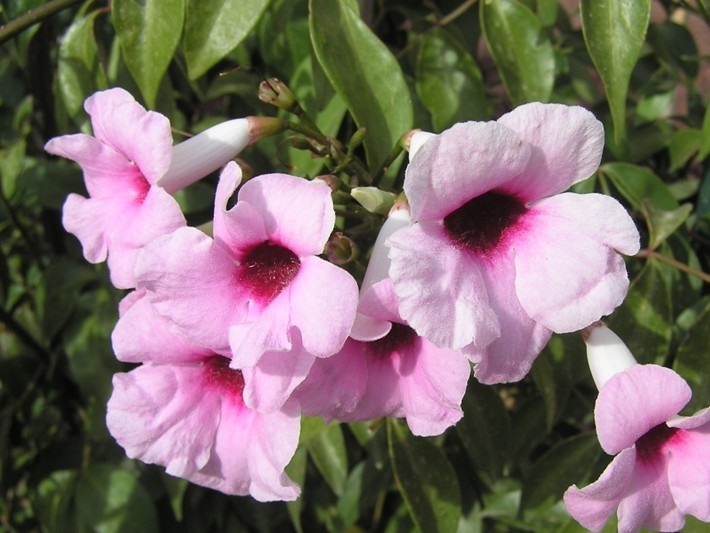 #caption8 Купить пандорею с доставкой