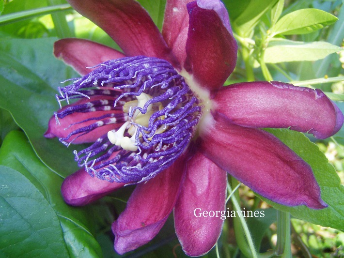 #caption6 Купить пассифлоры с доставкой