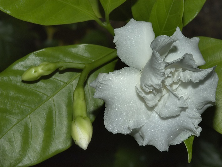 #caption9 Купить табенемонтану с доставкой