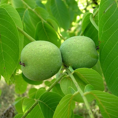 Орех грецкий морозоустойчивый. Орех грецкий морозоустойчивый.