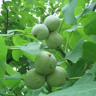 Орех грецкий морозоустойчивый. Орех грецкий морозоустойчивый.